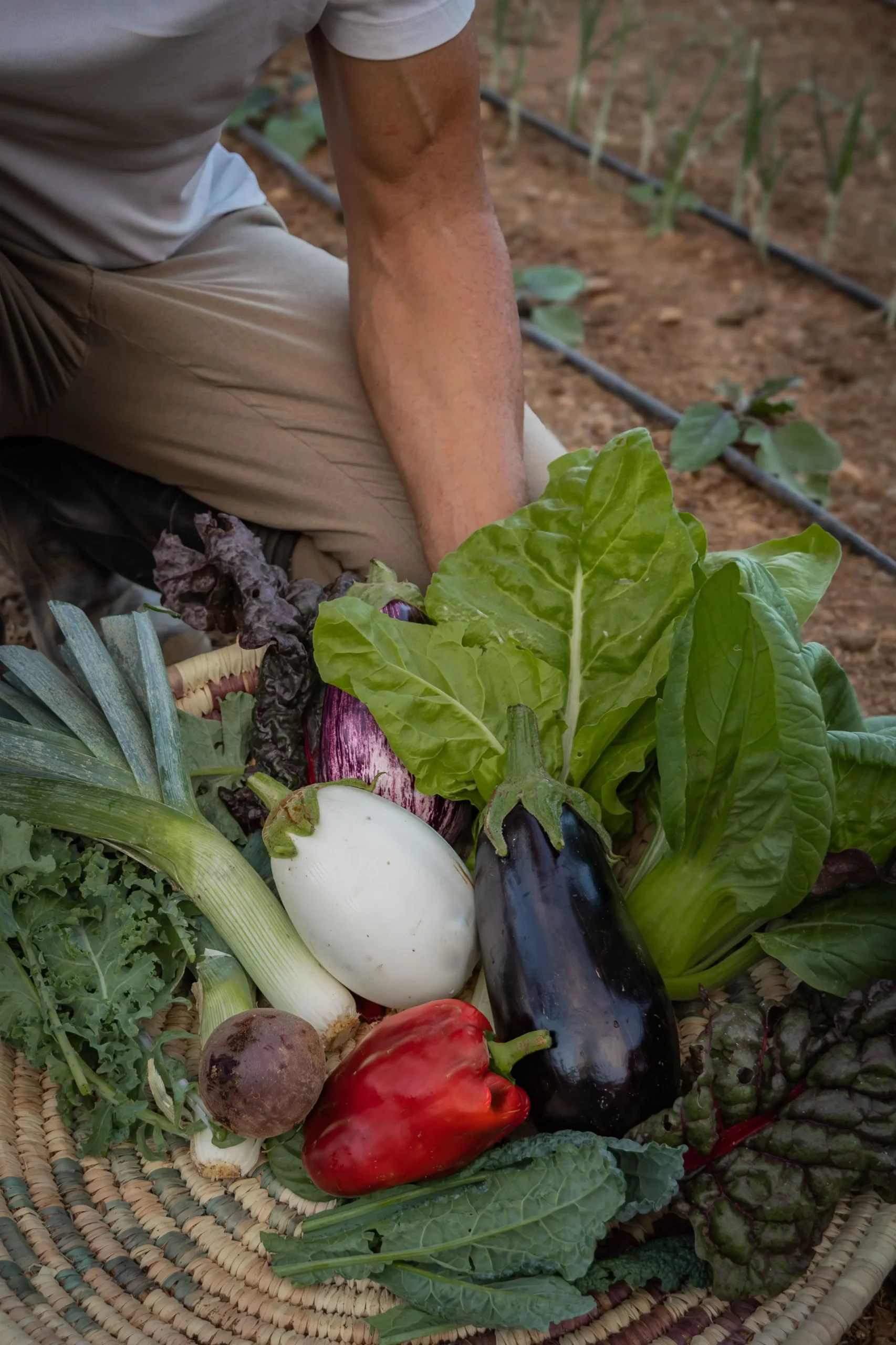 verduras recién recogidas en una cesta