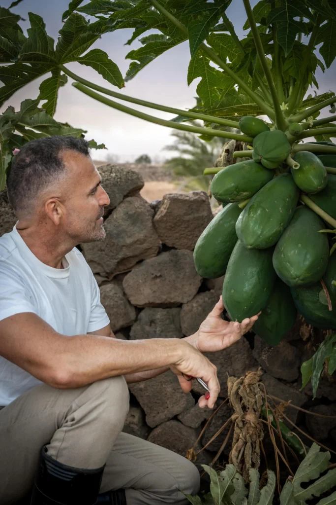arbol de papaya