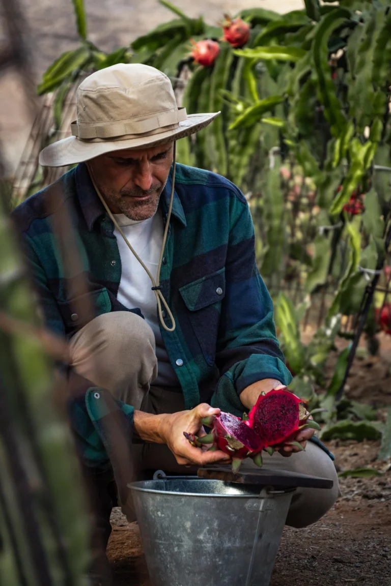Juan esta cortando una pitaya roja en la huerta