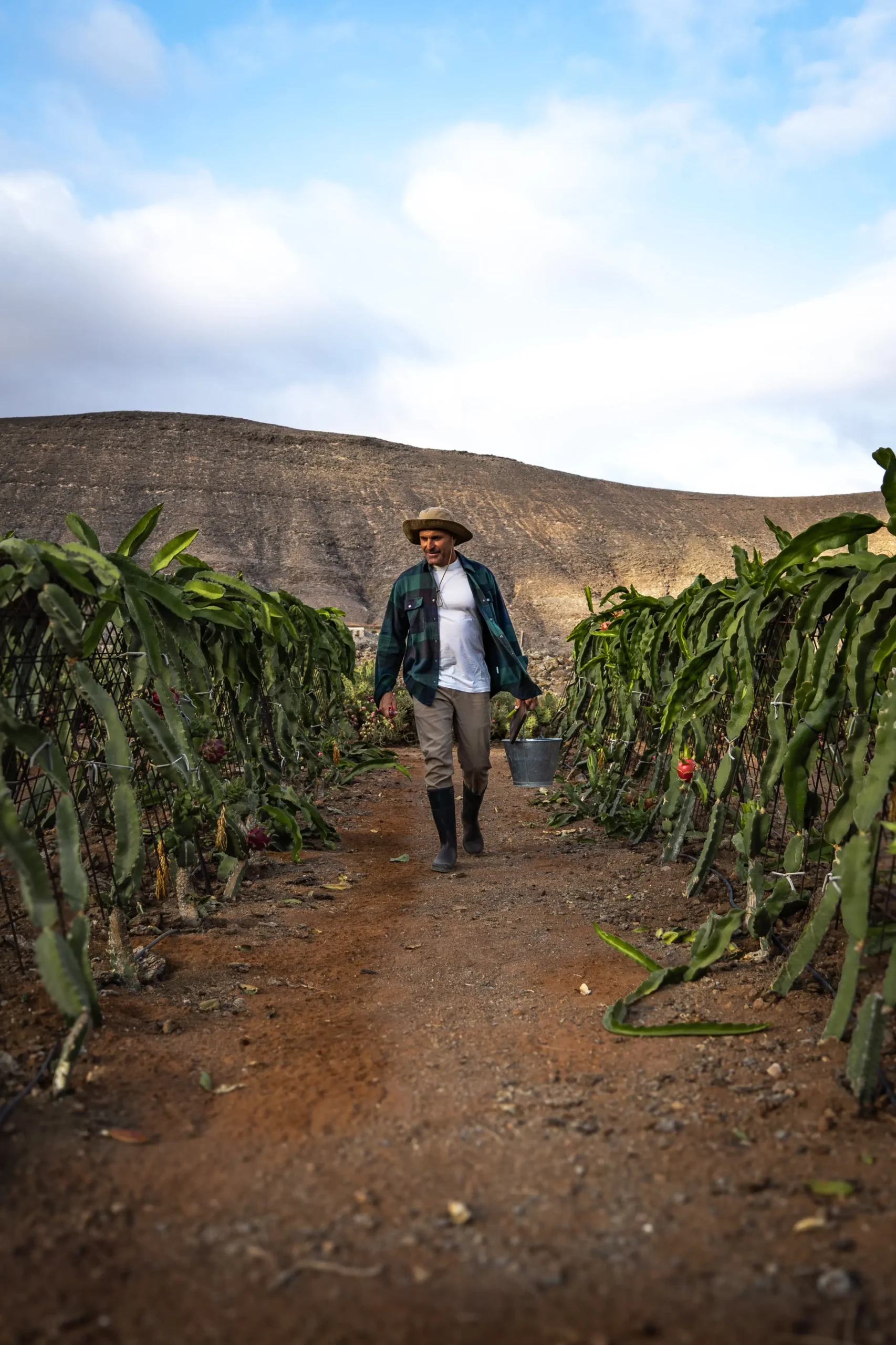 El agricultor recogiendo pitayas del campo