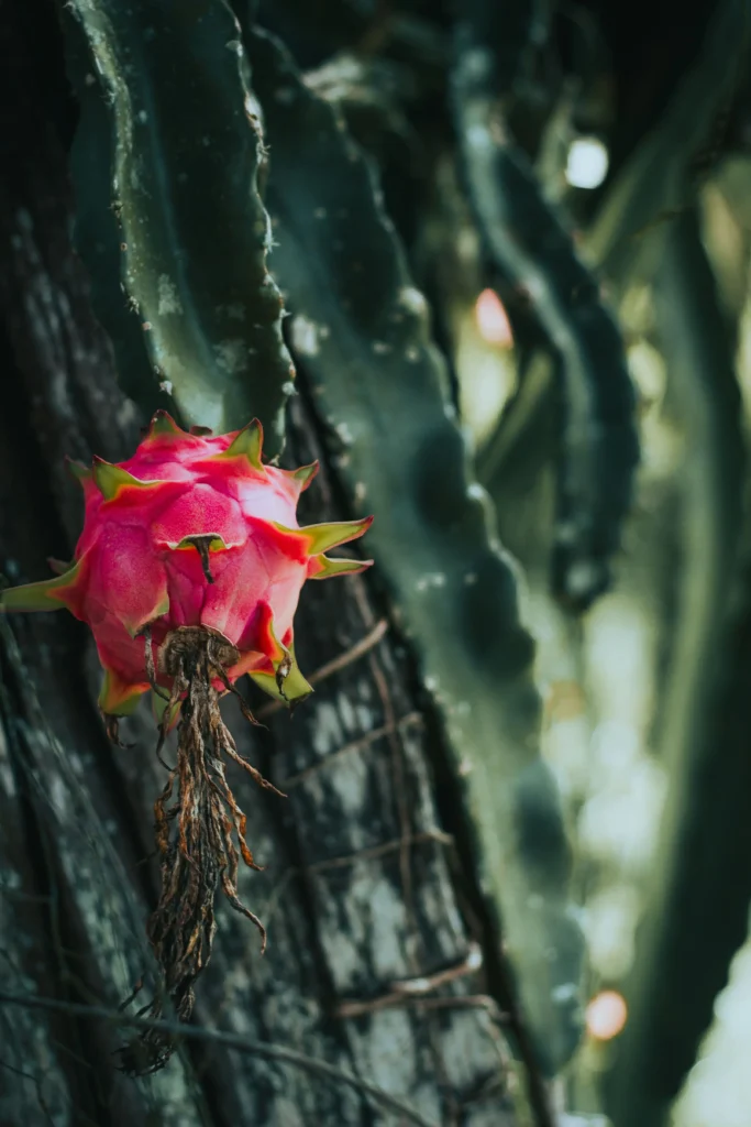 flores de pitaya